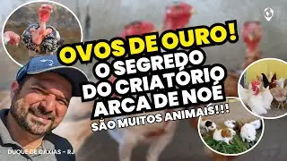 39 Baias e OVOS que valem mais de R$ 500: o SEGREDO DO SUCESSO no criatório Arca de Noé
