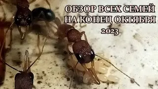 ОБЗОР ВСЕХ СЕМЕЙ! 28.10.2023.