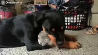 Собаки и кошки друзья!