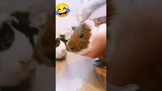 ЗУБ БОЛИТ😂#свинкакася