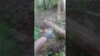 маленькое ЧП на работе. отделался парой царапин. сухая,трухлявая ива, под наклоном была.
