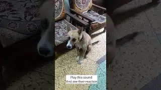 Play this sound and see your dog reaction | Adopt street dogs
