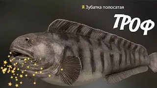 ЗУБАТКА ПОЛОСАТАЯ - ТРОФЕЙНАЯ - МОРЕ НОРВЕЖСКОЕ 💥 РУССКАЯ РЫБАЛКА 4 | RUSSIAN FISHING 4🐟@Z-B-G ​