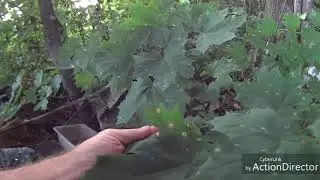 Первая ломка берли.