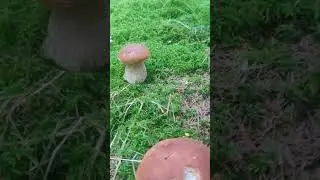 Mushrooms 2024 Eastern Europe 