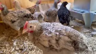 Наша жизнь в деревне. Июнь