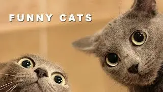 FUNNY CATS (you'll laugh until you'll die)