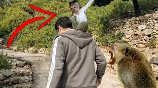 MONKEY ATTACKED ME - ISLAMABAD | INSPIRED BY IRFAN JUNEJO
