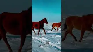 Жылқы жайылымы
