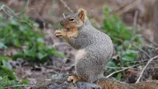 Squirrel with Peanut