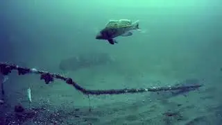 a couple of lost pots