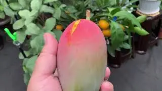 Mango Austin / Mangifera Osteen in the Kyiv region