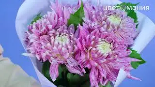 Букет из фиолетовых георгинов