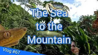 T&T Nature Vlog #67: The Sea to the Mountain #trinidadandtobago #vlog