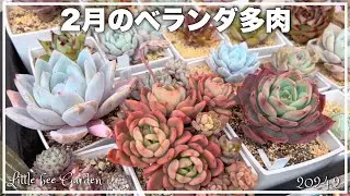 [Succulents] More and more autumn leaves [Gardening]