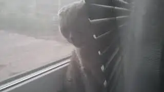 Киска и окно