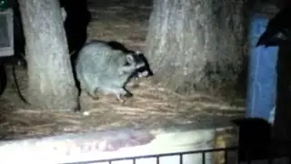 racooooon !