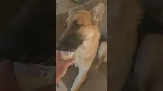 ice cream on a hot day, sure. #germanshepherdpuppy #puppy #germanshepherd