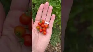 The smallest tomatoes I’ve ever seen! #garden #gardening #growyourownfood #homegrown #homesteading