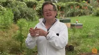Economics of Beekeeping And Varroa Mite Impact