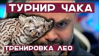 Вспышка и Леопард 1. Тренировка к Турниру Чака - 5