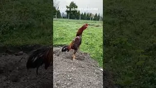 HİNT HOROZU ÖTÜŞÜ #subscribe #shortvideo #aseel küllü hint horozu sesi