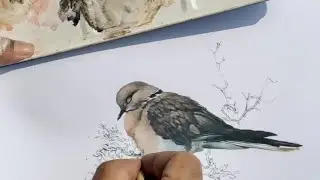#pakistan birds #sindh #paintings #world #nature painting's #artist.