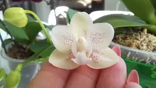 Орхидеи. Lucky Star. Первое цветение! Сравнение размера цветов. 🌸