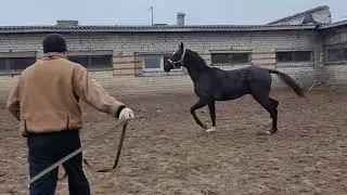Asad Shael (Adair Shael - Asmat Shael), 1,5-year-old akhalteke colt