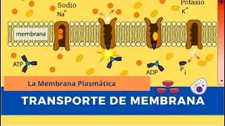 Transporte de Membrana