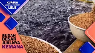 JIKA Berhasil BUDIDAYA LELE, Lalu Bagaimana MENJUAL Hasil PANEN nya