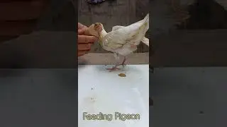 Feeding Pigeon #pigeon