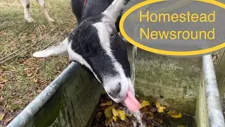 Homestead Catch Up- Chicken Lockdown and the end of an era