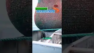 A full seafood chain 😯