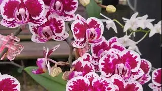 Orchid extravaganza/Mackay's orchid extravaganza / Queensland Park (September 14,2024)