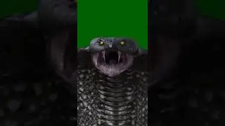 Snake Green Screen | Black Snake Green Screen Attacking Scene | Naagin 2