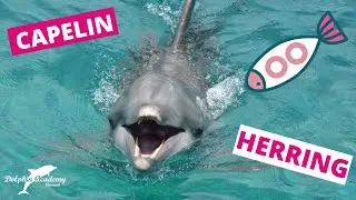 Dolphin nutrition, FOOD and FUN! #8