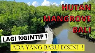 Hutan Mangrove Denpasar Bali Indah Tapi Sepi