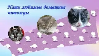 НАШИ ЛЮБИМЫЕ ЛОХМАТЫЕ ПИТОМЦЫ
