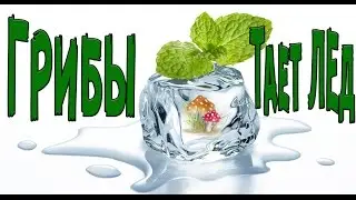 ГРИБЫ - Тает лед! ТОП ПАРОДИИ на песню между нами тает лед