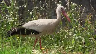 When the stork didn't notice you