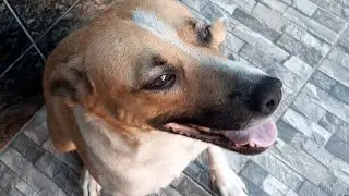 caramelo  Bela está de castigo  | comeu a galinha do vizinho