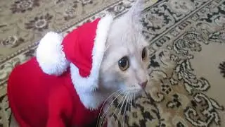 Кот готовится к Новому Году.