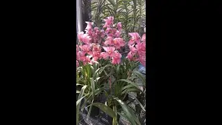 ORQUIDEA CYMBIDIUM, SAIBA CULTIVAR FACILMENTE.