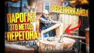 Секреты парогазовой дистилляции: почему айвовый самогон стал чище
