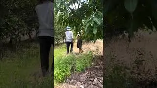 Vườn nhãn Long An