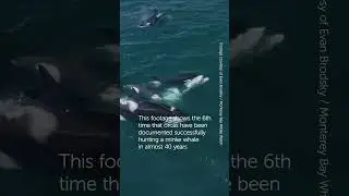 Rare Footage of 30 Orcas Attacking a Minke Whale