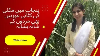 پنجاب میں مکئی کی کٹائی کا آغاز