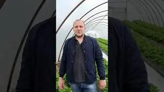 Клубника оптом Белореченск 2020