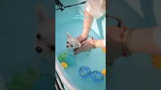 Puppy Barley Bath Time! 🛁🫧🐾